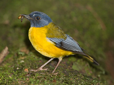White-starred Robin